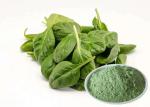 Healthy Food Spinach Extract Powder Smooth Texture With Anti Aging