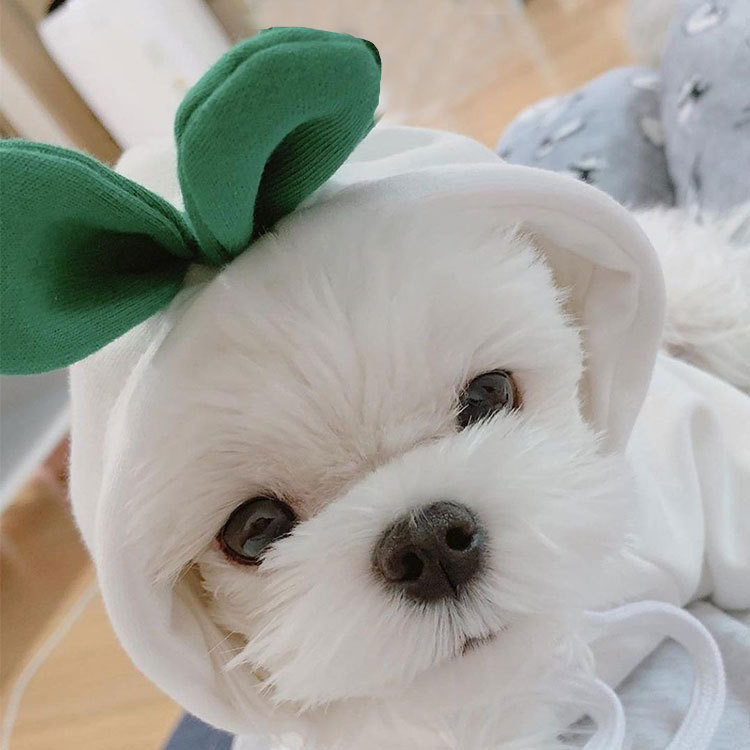 Autumn And Winter Cotton Plush Hooded Sweater For Pet
