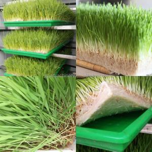 Container Automatic Hydroponic Fodder System Sprouting Machine for Wheat Soybean