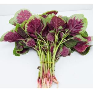Red Round Leaf Amaranth Seeds with with green edge for planting