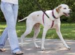 6 Feet Genuine Handmade Dog Leather Leashes No Slip