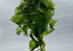 Natural Green Seaweed Powder Crushed Seaweed Powder as Baking Ingredients 50g