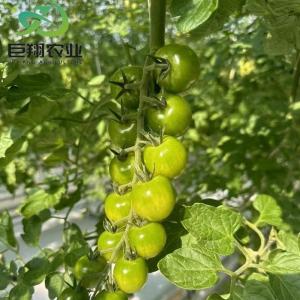 Double Layer Hydroponic System High Tunnel Film Greenhouse with Customization
