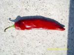 15000shu Dried Guajillo Chili Red Jinta Chilli Premium Taste