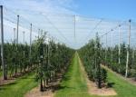 Customized Anti Hail Cover Plant Protection Netting Durable IOS Approved