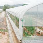 Large Polyethylene Multi Span Greenhouse 200 Micron UV Resistant