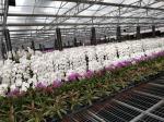 Flower Multi Span Greenhouse / Venlo Style Greenhouse Cover Material Polycarbona