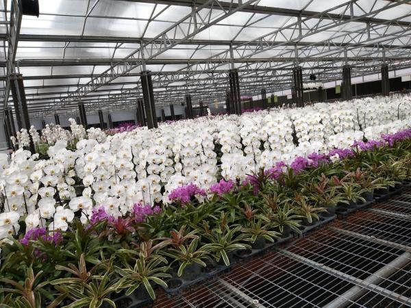 Flower Multi Span Greenhouse / Venlo Style Greenhouse Cover Material Polycarbona