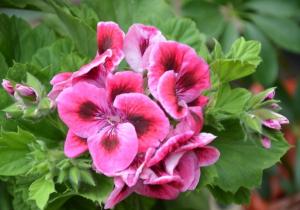 China Pelargonium Extract 10:1 used for coametics high quality factory