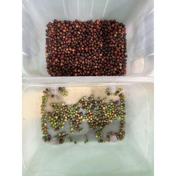 Garlic Color Sorter Machine Coffee Cherry Color Sorting Machine