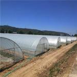 Hydroponic Growing System Single-Span Tunnel Plastic Film Greenhouse Agricultura