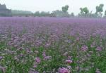 Verbena herb powder, Verbena officinalis Extract, Brown Fine Powder, Antiphlogis