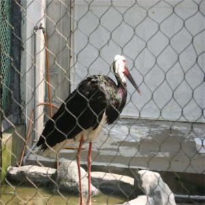 China Stainless Steel X-tend 304 316 Cable Rope Mesh Decorate Zoo Aviary Rope Fence Mesh factory
