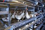 Plastic Broiler Poultry Equipment Full Automatic Broiler Pan Feeder Customized