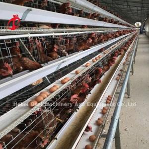 China 4 Tiers A Type Layer Cage System Automatic Drinking And Feeding Hot Galvanized Adela factory