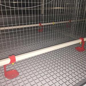 China Manual Feeding System Poultry Chicken Cage For Baby Chick 20 Years Life Span factory