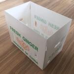 Fruit Vegetable Packing PP Cartonplast Grapes Packing Boxes Plastic Broccoli