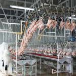 SS304 2000birds/H Poultry Farming Equipment For Slaughtering SONCAP Approval