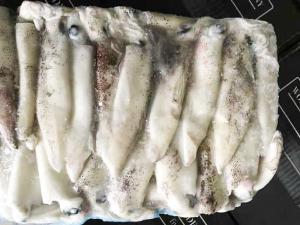 China No Additives Frozen Illex Squid 13cm Size Polyethylene Bag Packaging factory