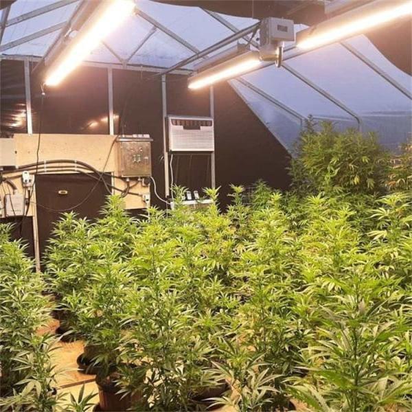 Medical Herbs Growing Hydroponic Poly Tunnel Agriculture Greenhouse Auto Light