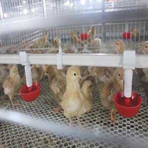 China SONCAP 1 To 45 Days Battery Cage For Broilers Modern A / H Frame factory