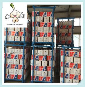 China Normal White Garlic 5.0cm Red Garlic Packed In 20kg Mesh Bag Garlic factory