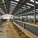 Prefabricated Cattle Goat House Steel Structure Dairy Farm Building Cow Barn