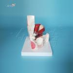 Human Eye Removable 47cm Model