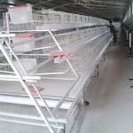 Custom Commercial Meat Chicken Cages, Durable Chick Breeding Cage