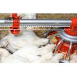 ISO9001 2008/CE/BV Certified Steel Frame Chicken Farm for Open Side Poultry Shed