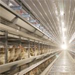 4 tiers 8 doors Automatic Layer Chicken Cage For Layers Q235 Steel Wire