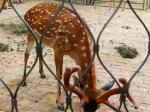 Stainless Steel Zoo Wire Mesh for Bear