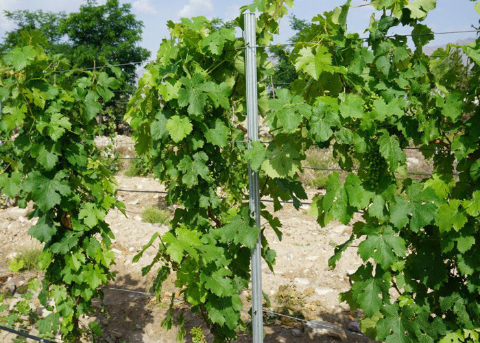 Silver Color 1.8-3.5M Height Plant Support Posts 2.7m Beautiful Appearance