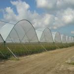 New Design Multi Span Film Plastic Tunnel Agricultural Greenhouse Growing