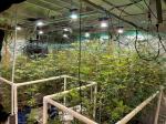 Epileds 3v 3.2V 450nm 455NM 3w SMD 3535 LED Grow Light Chips