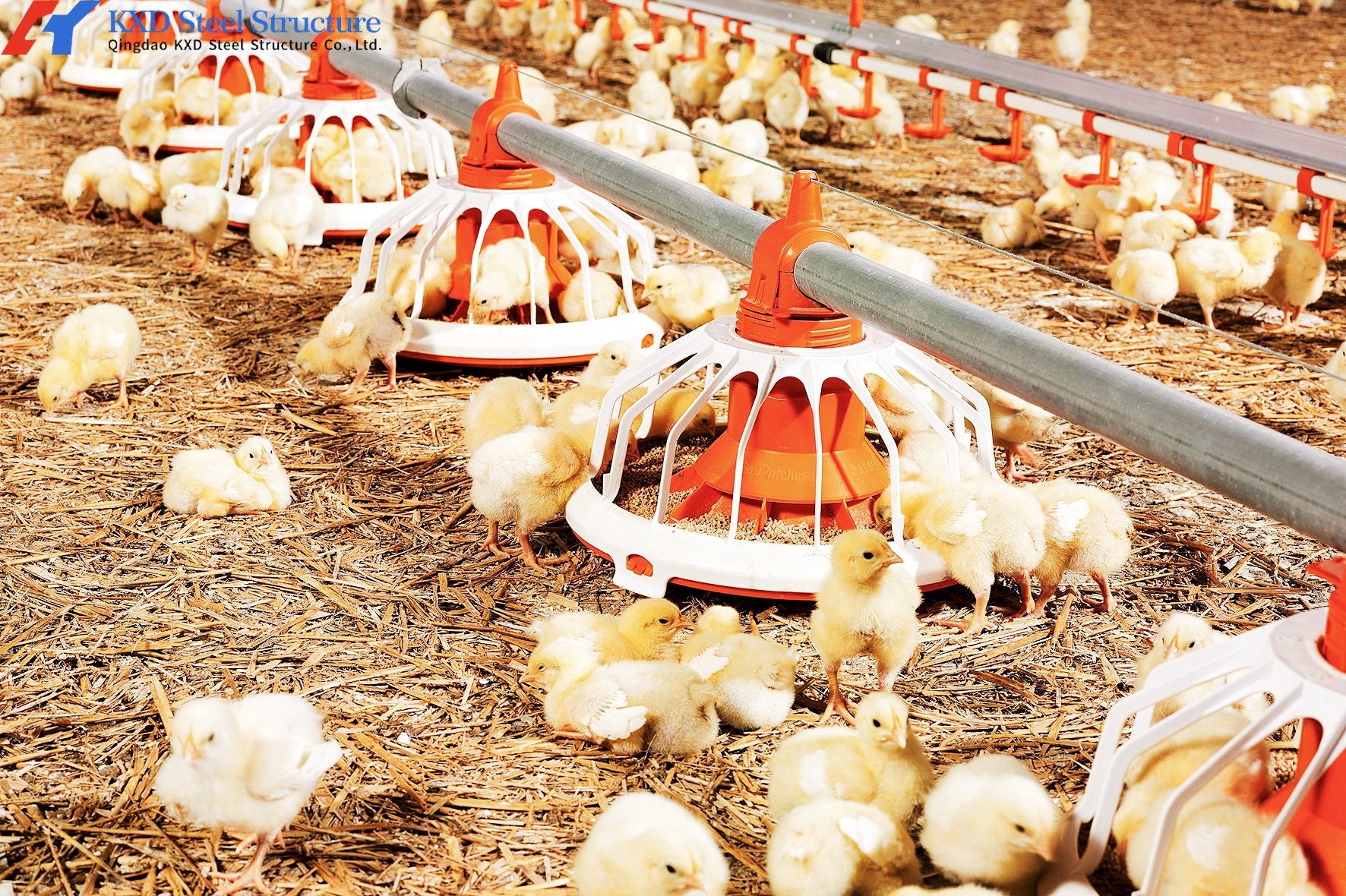 Fully Automatic Complete Chicken Farming House Drinker LIne For Broiler Farm