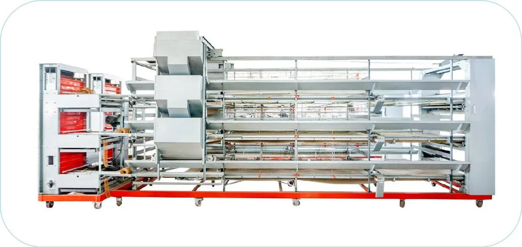 Automatic Layer Chicken Cage System Galvanized Structure For Efficient Farming