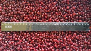 China IQF Individually Quick Freezing Red Lingonberry For Jams &amp; Jellies Making factory
