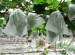Plain Style Nonwoven Fabric for Bed Sheet Packaging 100% PP Spunbond Non Woven