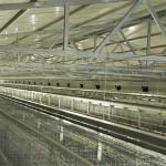 Battery Poultry Farming Equipment , Durable H Type 192 Baby Chicken Cage