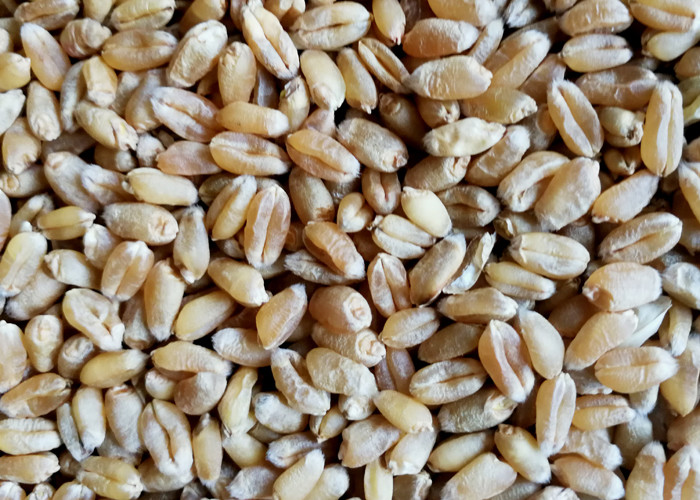 High Frequency Wheat Sorting Machine 10 Channels In Wheat Flour Milling Line