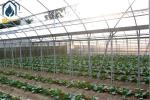 Agriculture Multi Span Poly Tunnel Greenhouse Environment Friendly For