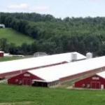Economical Light Steel House Construction Customized Steel Structure Shed