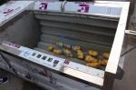 Automatic Food Processing Machines 304 SUS Potatoes Peeling Machine