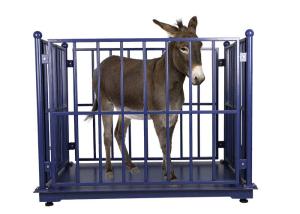 China KELI LCD Cattle Weighing Scales Carbon Steel With Locks factory