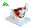 Medical 3D Anatomical Eye Model , Human Eyeball Anatomy Model