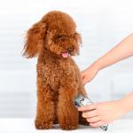 Low Noise Dog Grooming Kit Pet Clippers Cordless Electric Quiet Hair Trimmers