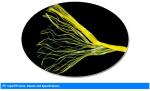 Agriculture Use 4KG PP Banana Twine With High Tenacity UV Additive