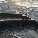 Smooth Geomembrane 0.3mm 0.5mm Fish Pond Liner for Aquaculture Modern Design