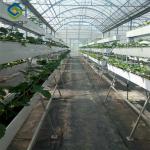 Efficient Strawberry Plant Greenhouse Easy To Install High Performance